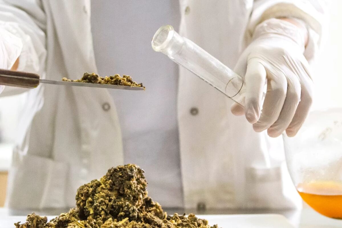 Laboratory technician handling a plant-derived raw material for pharmaceutical use